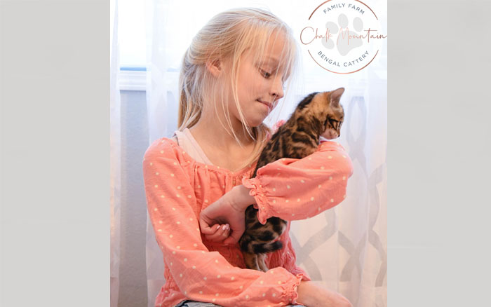 Bengal kitten for sale